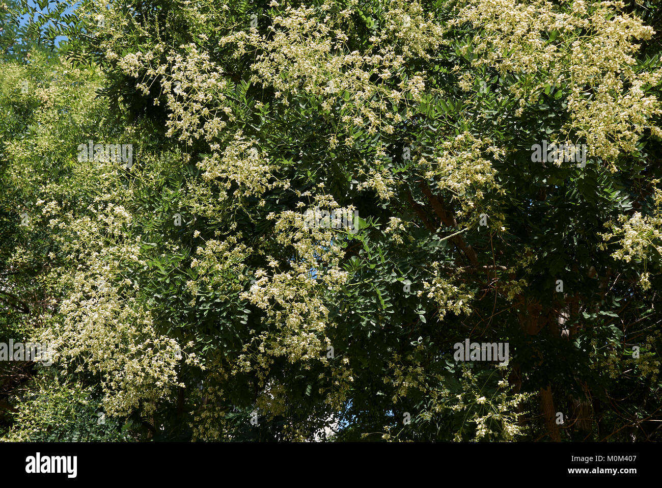 Styphnolobium japonicum Stock Photo