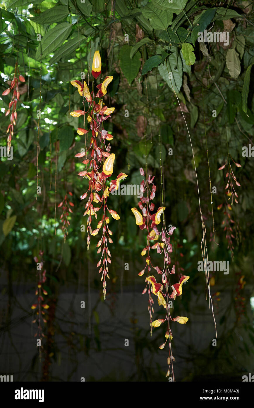 Thunbergia mysorensis Stock Photo