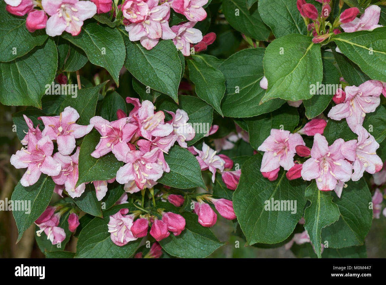 Weigela leaves hires stock photography and images Alamy