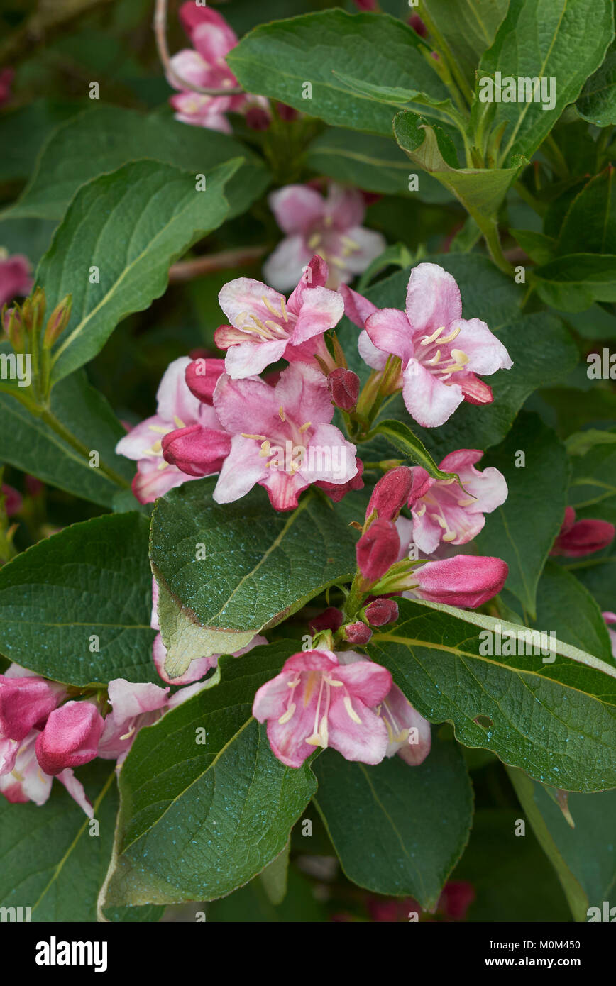 White Weigela Stock Photos White Weigela Stock Images Alamy