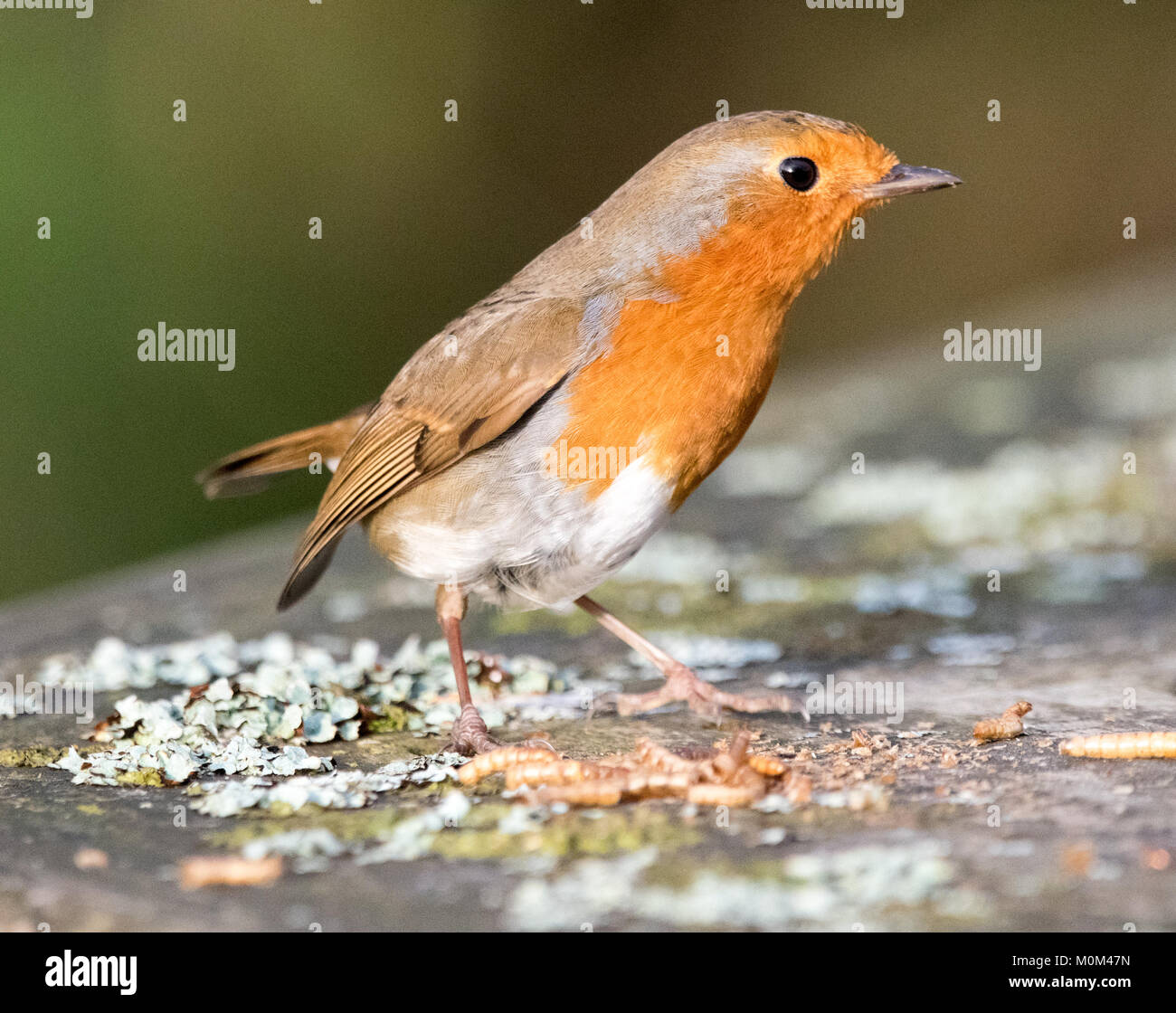 Robin eating mealworms Stock Photo Alamy