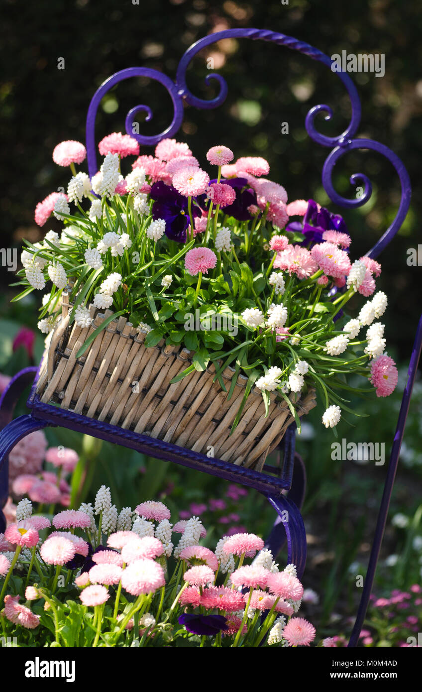 Korb mit Frühlingsblumen - Basket planted with Flowers Stock Photo