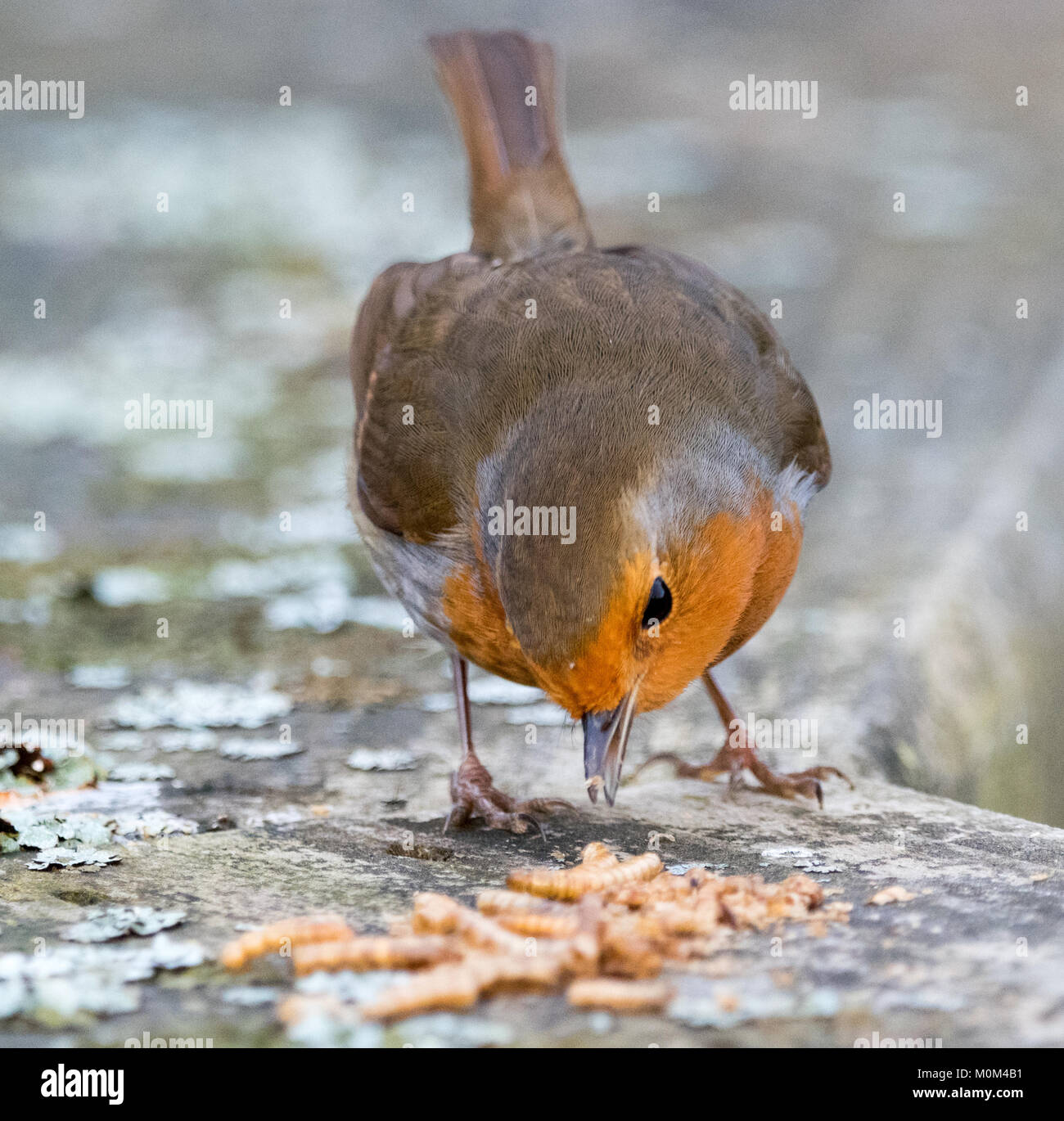 Robin eating mealworms Stock Photo Alamy