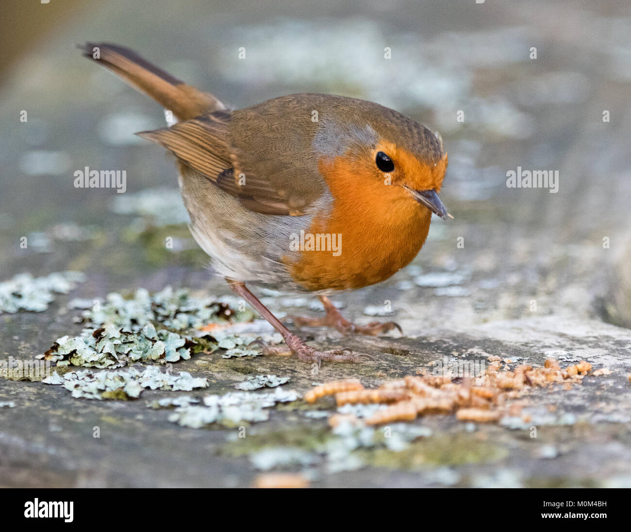 Robin eating mealworms Stock Photo Alamy