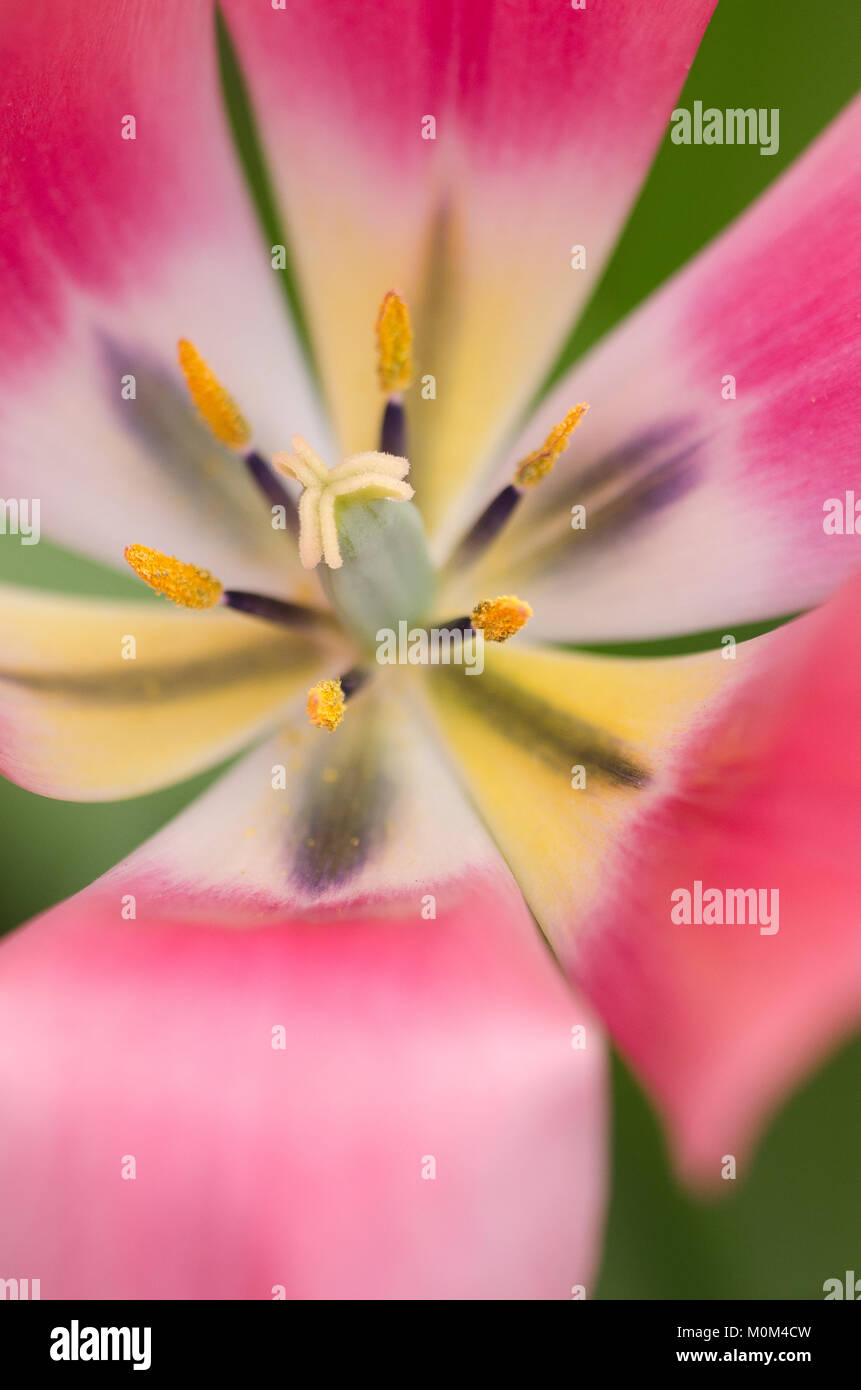Tulpenbeet - tulips Stock Photo