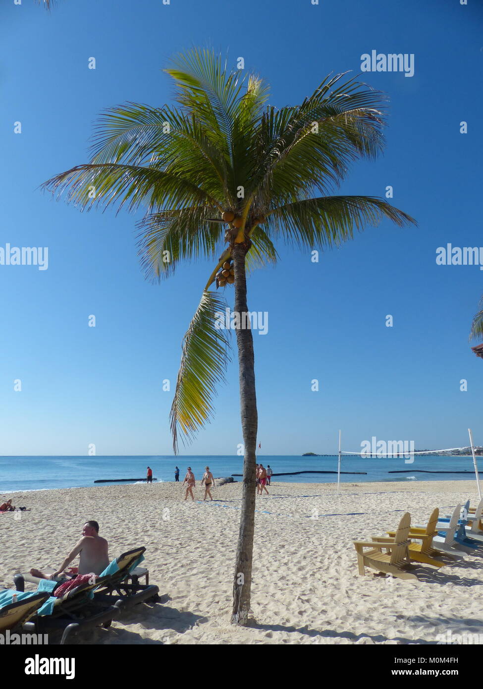 Man sitting under coconut palm (Cocos nucifera) with caribbean Sea. More people get killed every year by falling coconuts than by shark attacks Stock Photo
