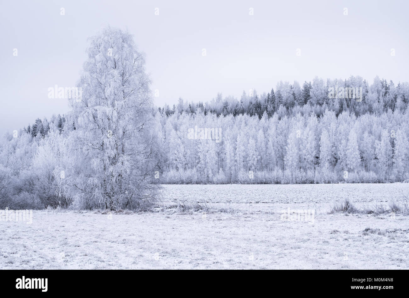Winter landscape with frosty trees and snow at day time in Finland Stock Photo