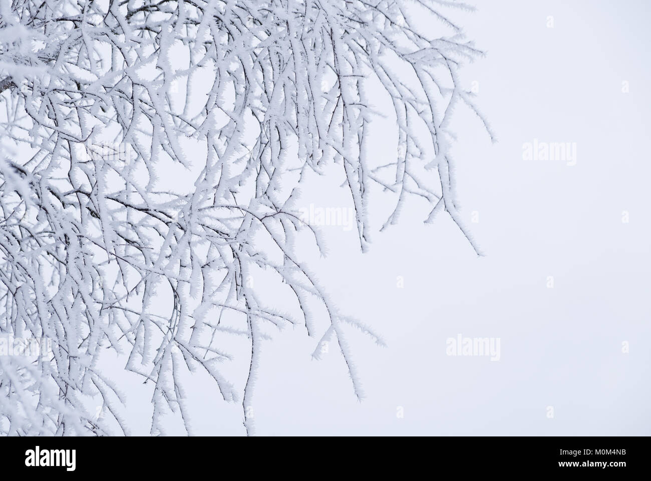 Frosty braches against white sky at winter day in Finland Stock Photo