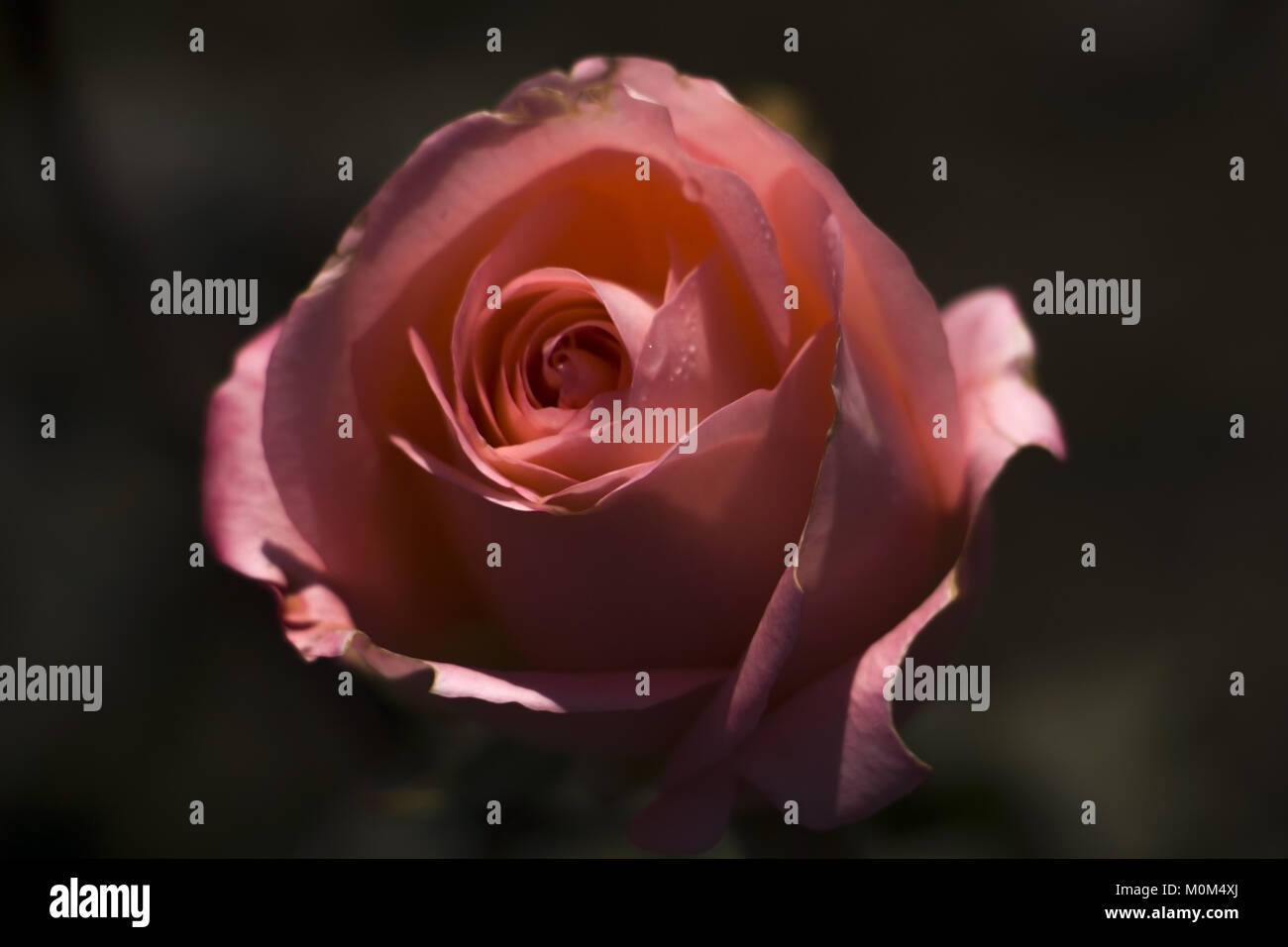Rose Flower Stock Photo Alamy