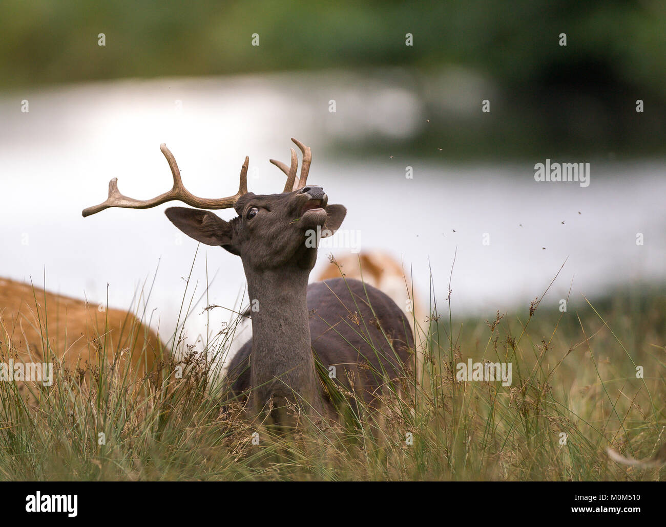 Detailed, close up of dark brown British deer stag with antlers, lying