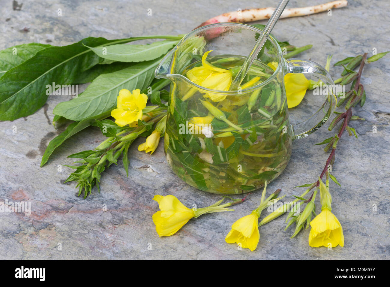 Nachtkerzen-Tee, Nachtkerze-Tee, Nachtkerzenentee, Tee aus Nachtkerze-Blüten,  Blättern und Wurzeln, Wurzel, Kräutertee, Heiltee, Blütentee, Wurzeltee  Stock Photo - Alamy