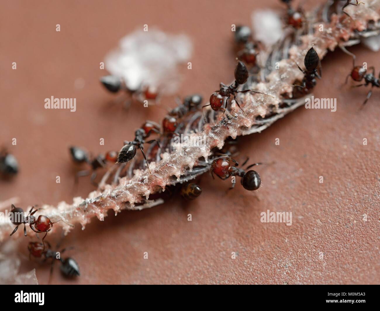 ants feeding on skeleton of a small snake Stock Photo Alamy