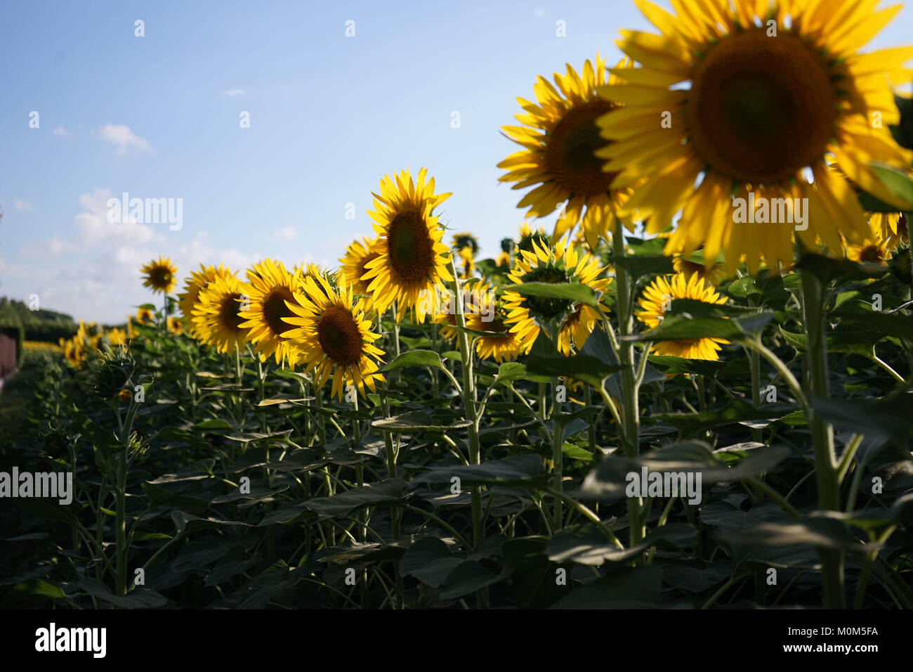 Field of sunflowers near Lucca, Tuscany - Italy Stock Photo - Alamy