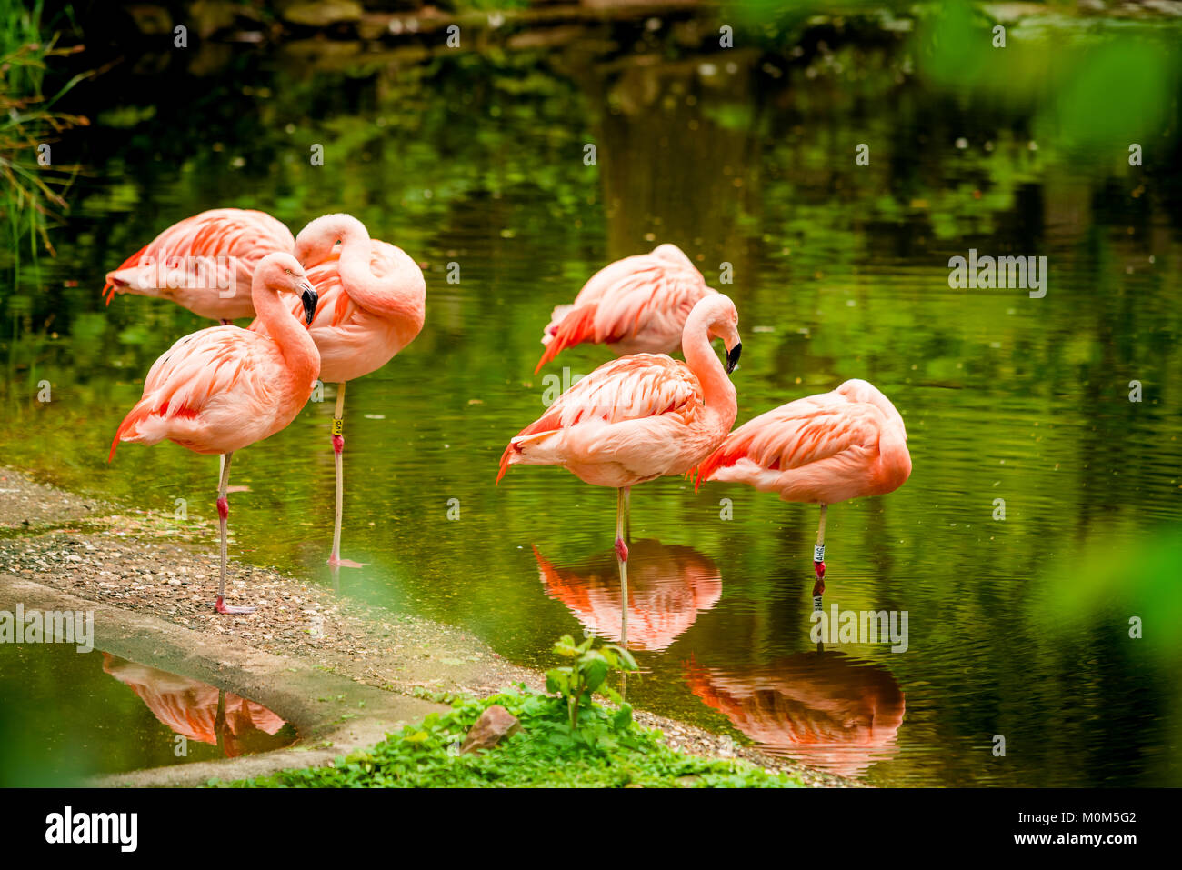 flamingos on the beach Stock Photo - Alamy
