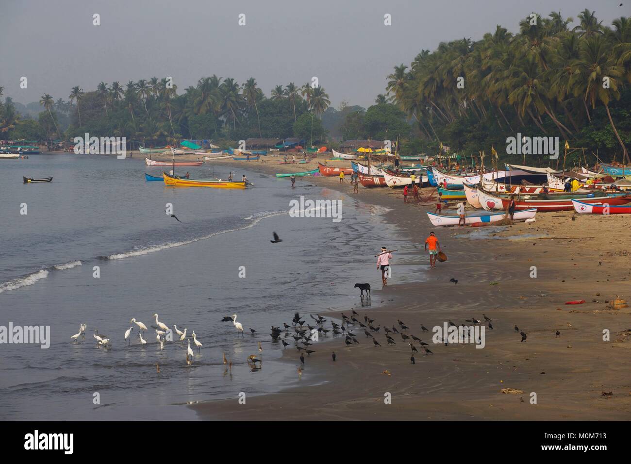 India,Goa,Coco beach,fishermen and his colorful boats early morning in the beach lined with coconut trees Stock Photo