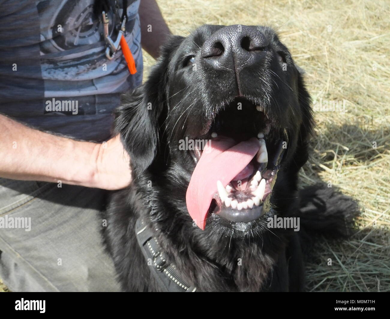 Flat coated retriever clearance lab mix