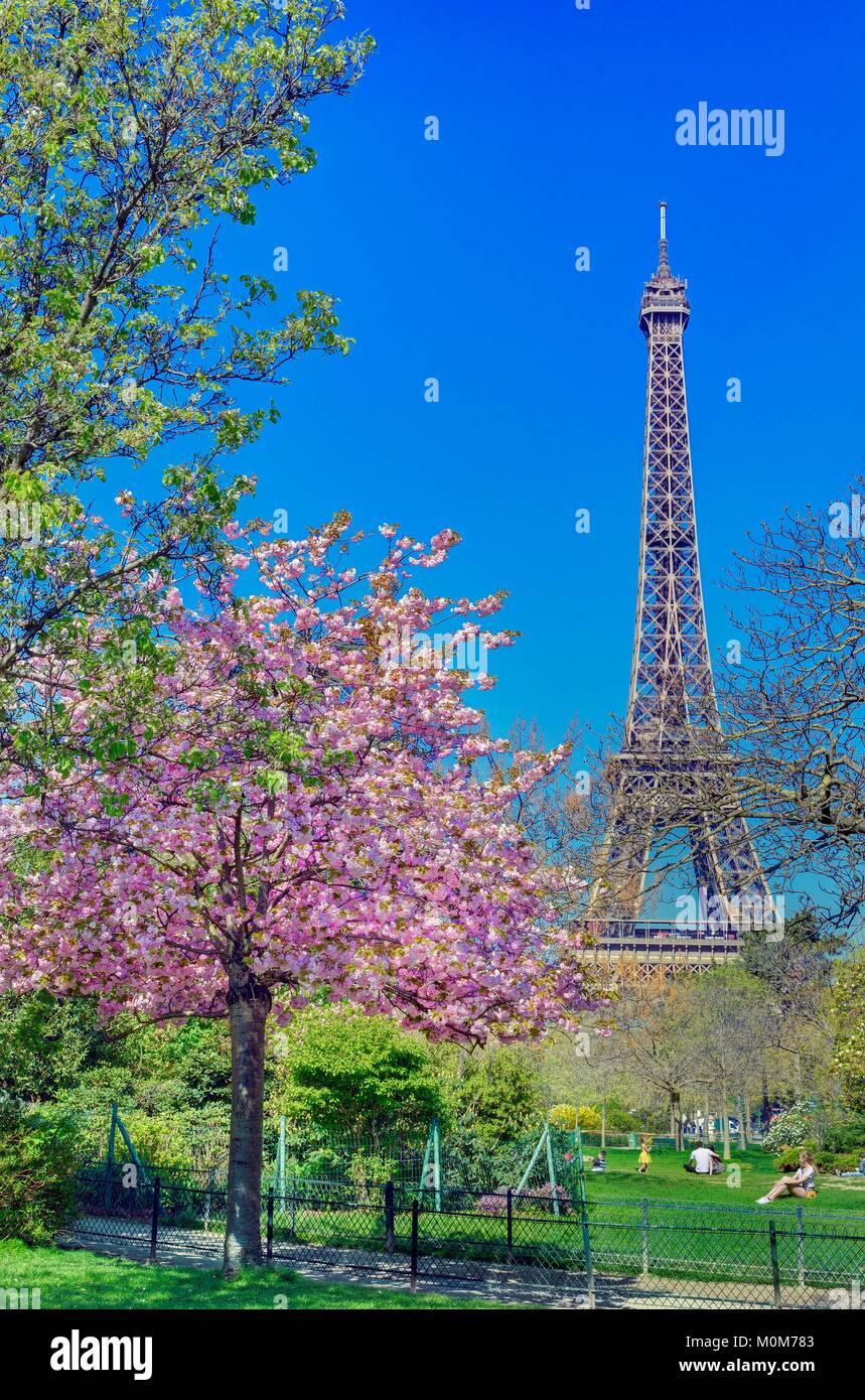 France,Paris,banks of the Seine river,area protected by UNESCO,Champ de Mars park with a cherry tree in blossom and the Eiffel tower Stock Photo