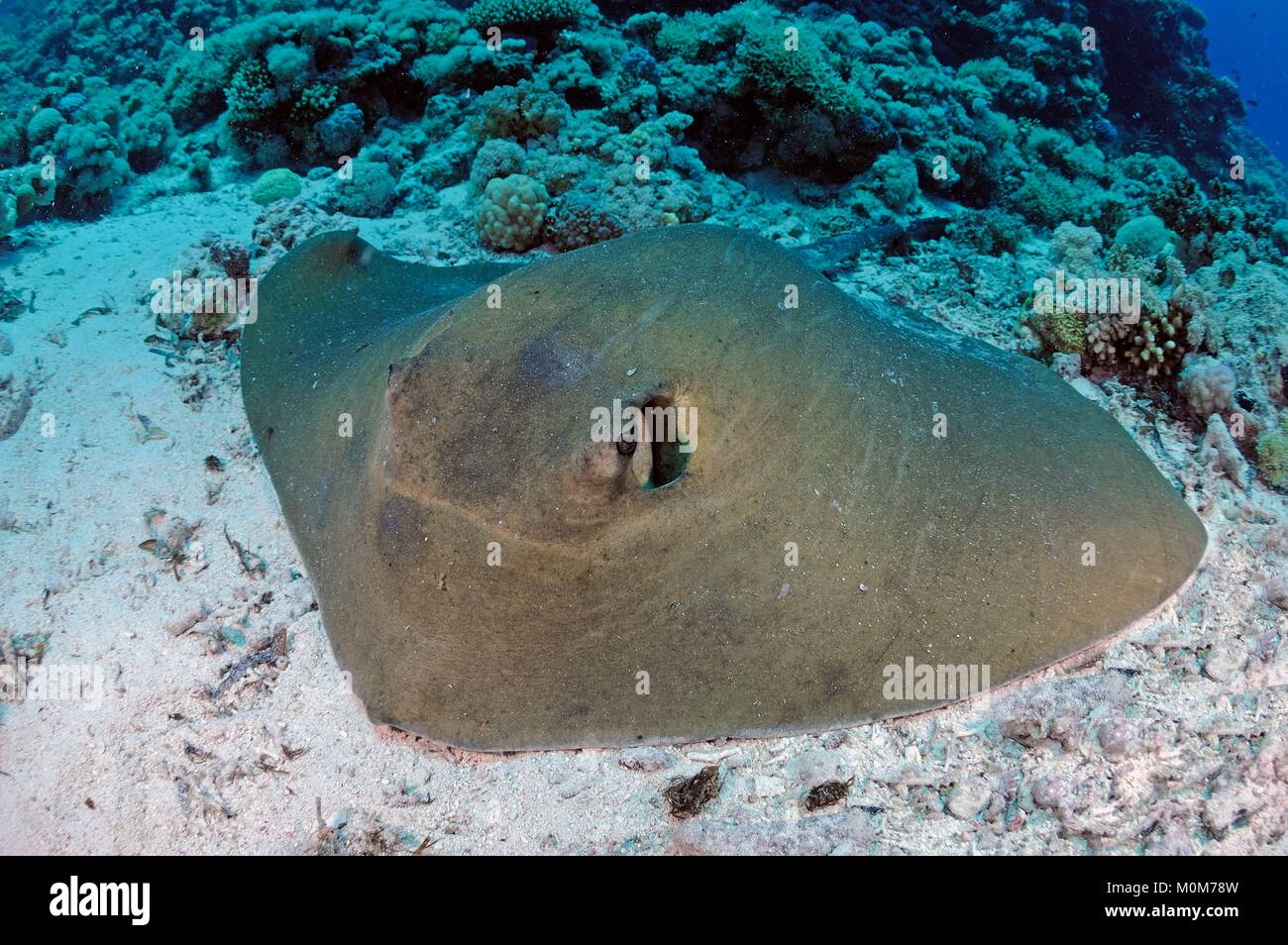 Egypt,Red Sea,a feathertail stingray (Pastinachus sephen) Stock Photo