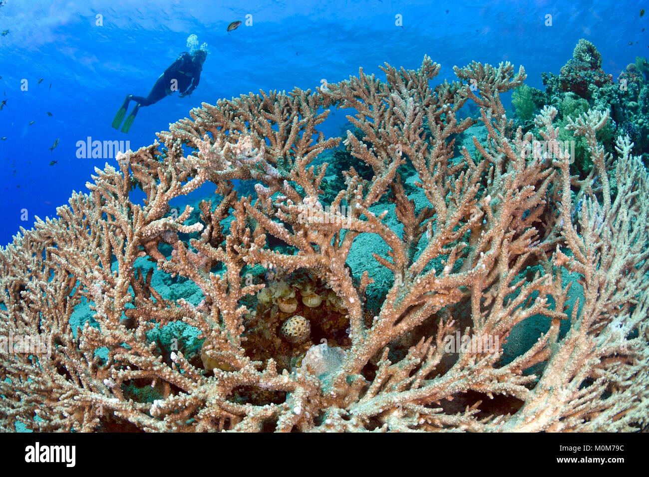 Egypt,Red Sea,Acropora sp. corals Stock Photo