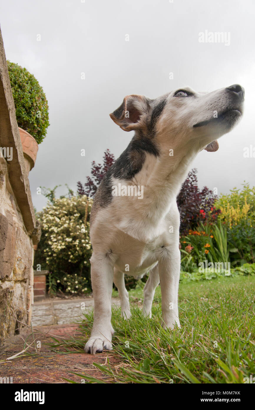 Jack Russell Terrier farm dog, adult male Stock Photo