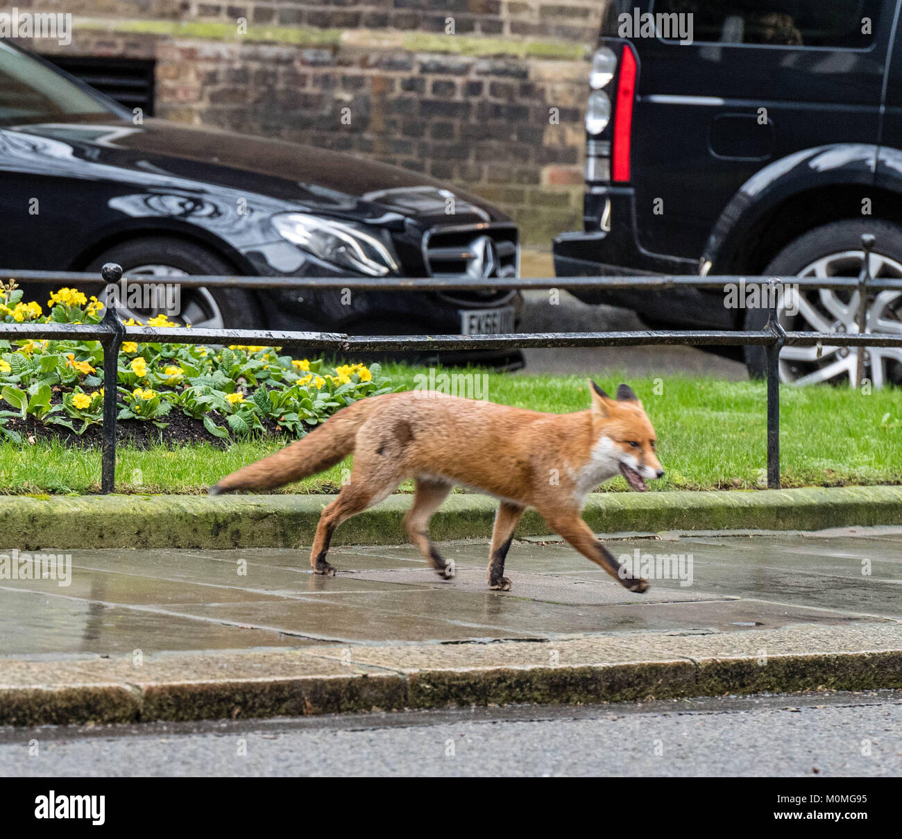 London, UK. 23rd January, 2018. A fox wonders around Downing Street during a cabinet meeting Credit: Ian Davidson/Alamy Live News Stock Photo