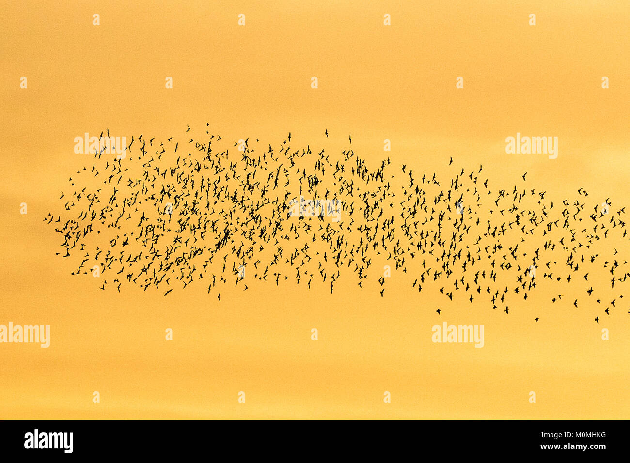 Flying Insect Murmurations Mass of starlings on the wing hi-res stock photography and images - Alamy