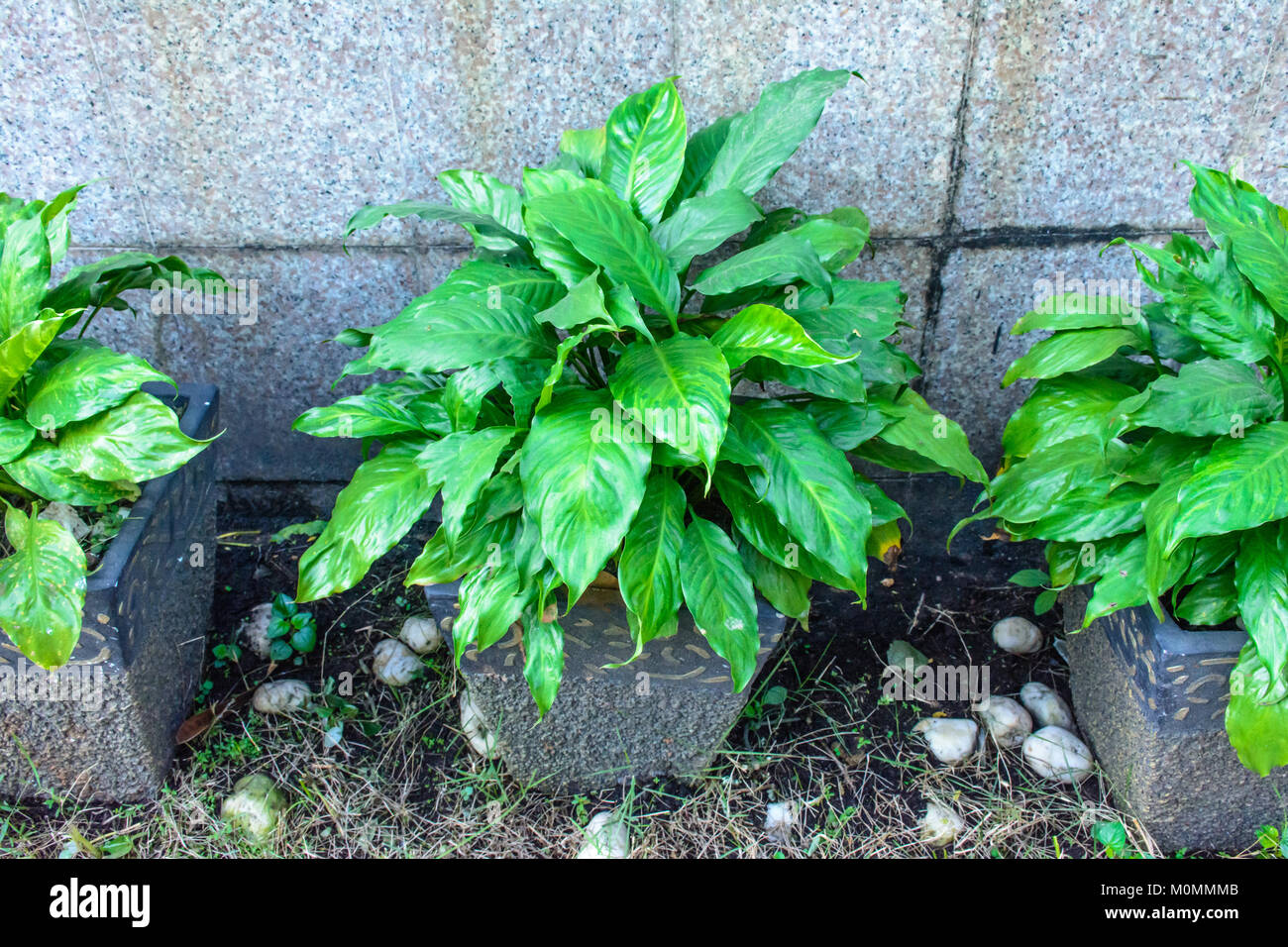 photo of beautiful croton plant Stock Photo