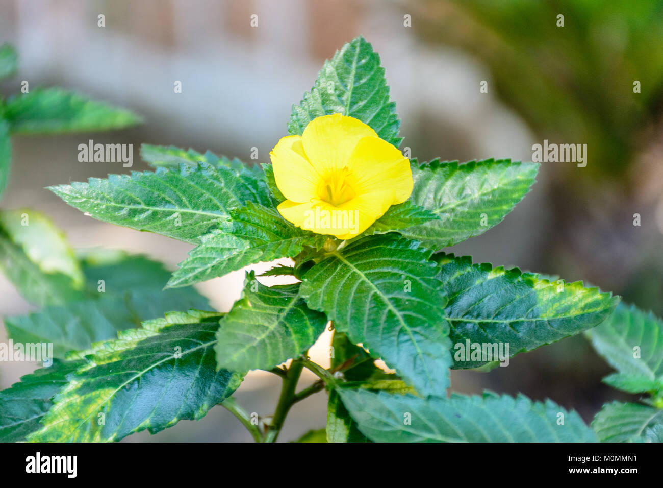 closeup photo of damiana flower Stock Photo