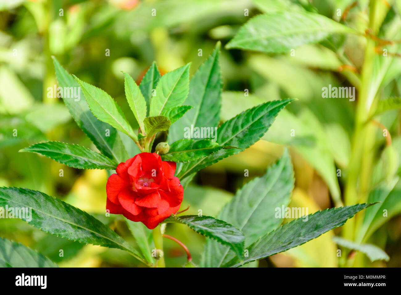 closeup photo of red garden balsam flower Stock Photo Alamy