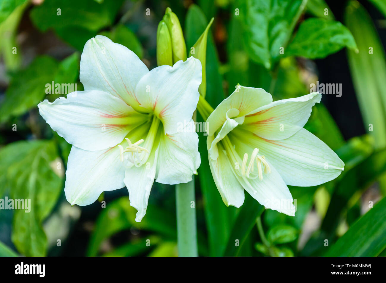 Madonna Lily Garden Hi Res Stock Photography And Images Alamy