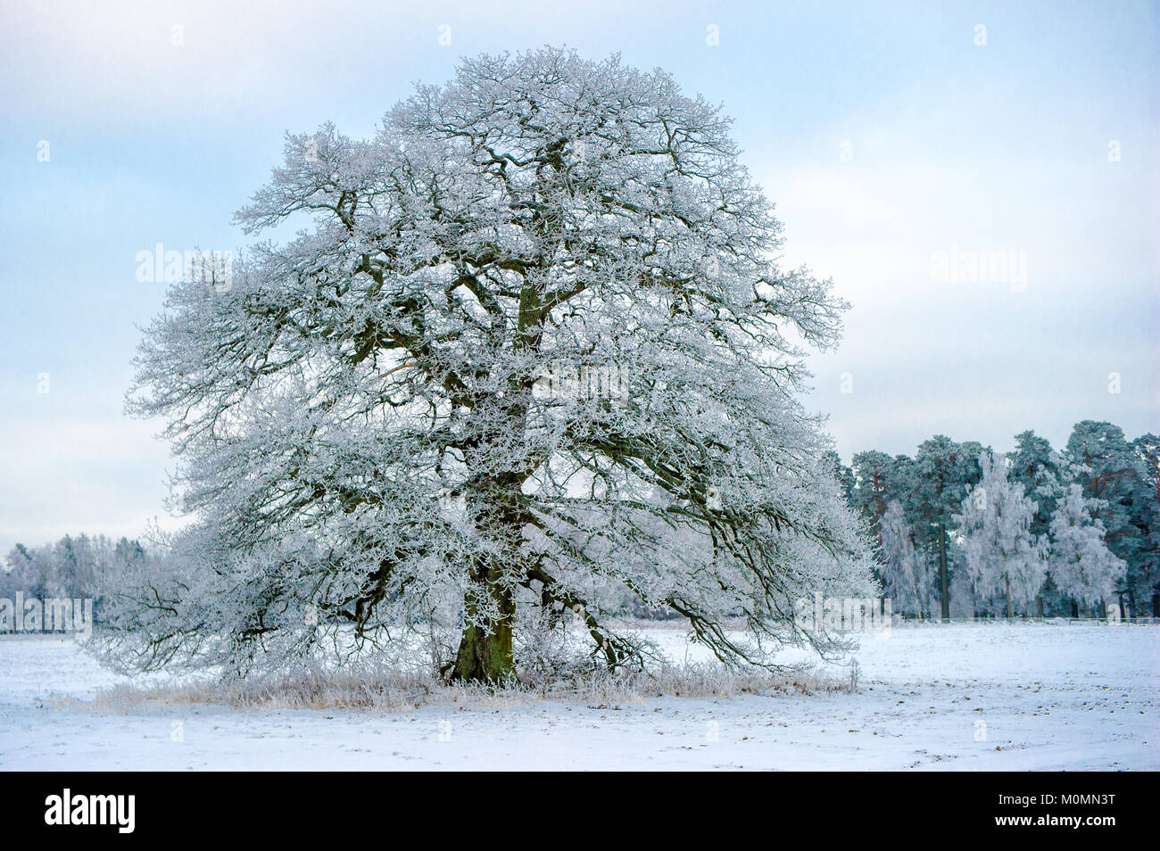 A Frosty Grand Old Oak a january day in Uppland, Sweden Stock Photo