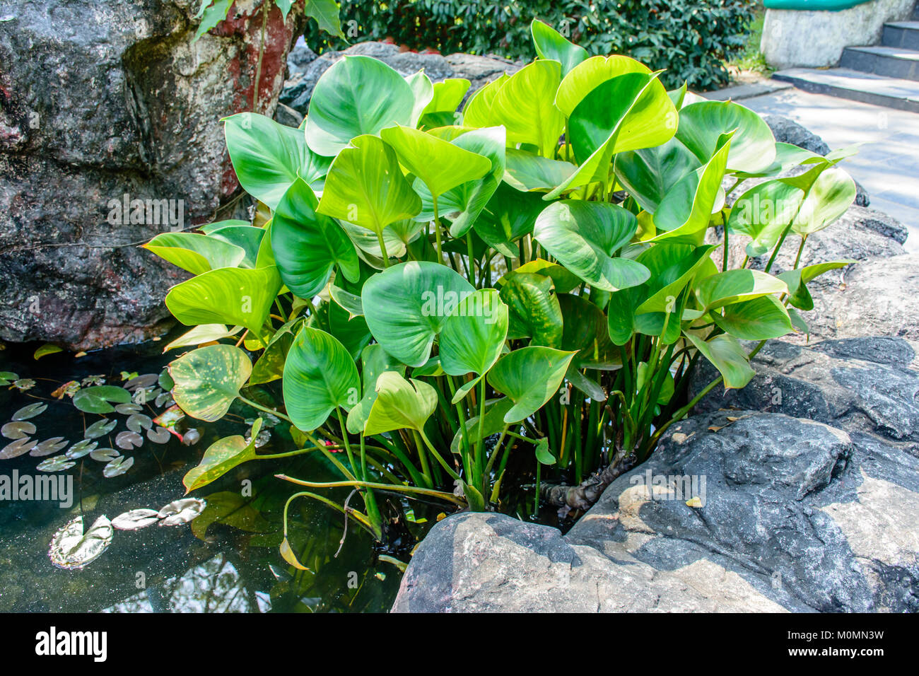 photo of water hyacinth Stock Photo