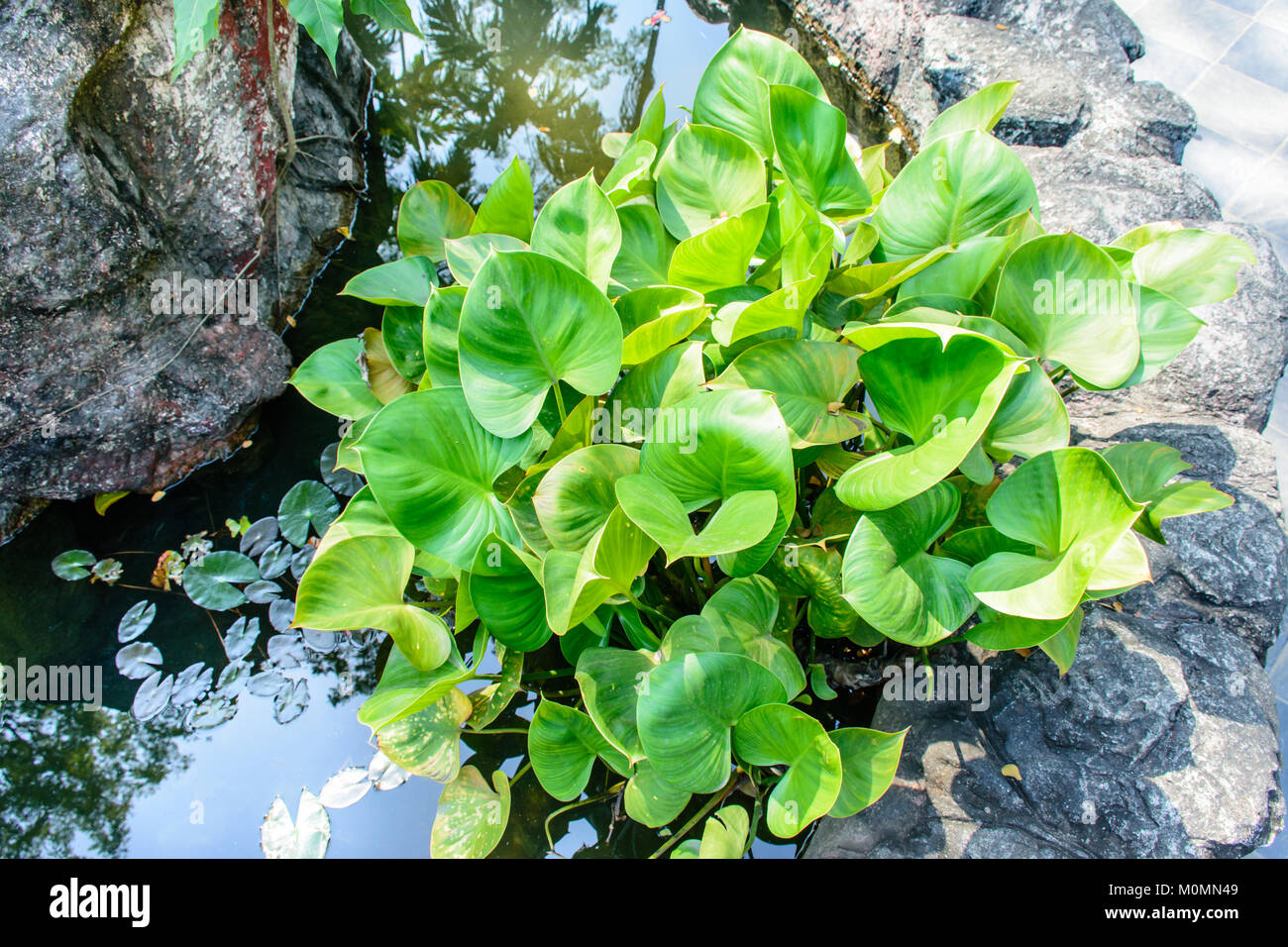 photo of water hyacinth Stock Photo Alamy