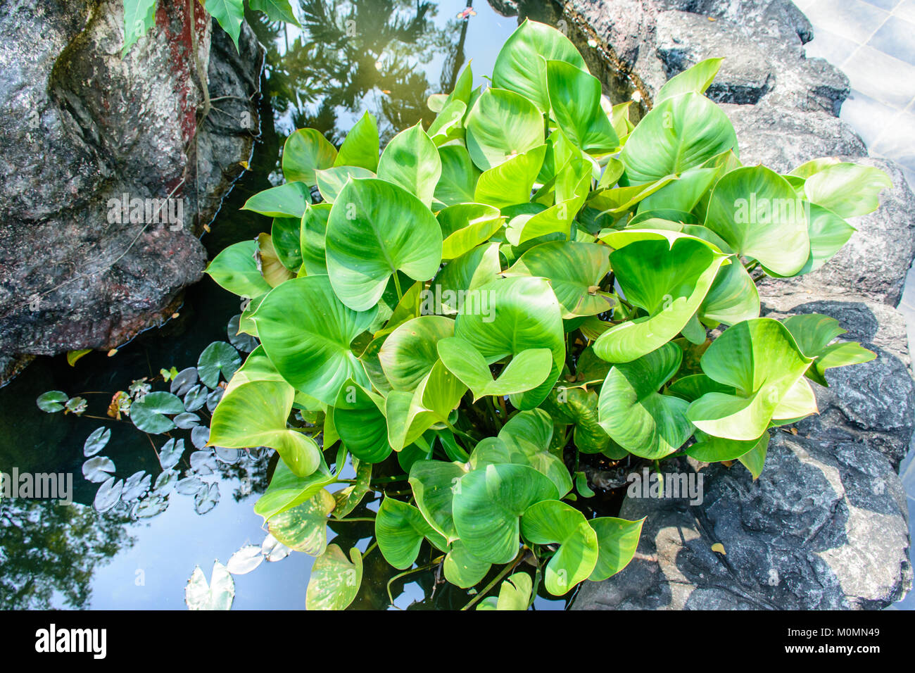 photo of water hyacinth Stock Photo