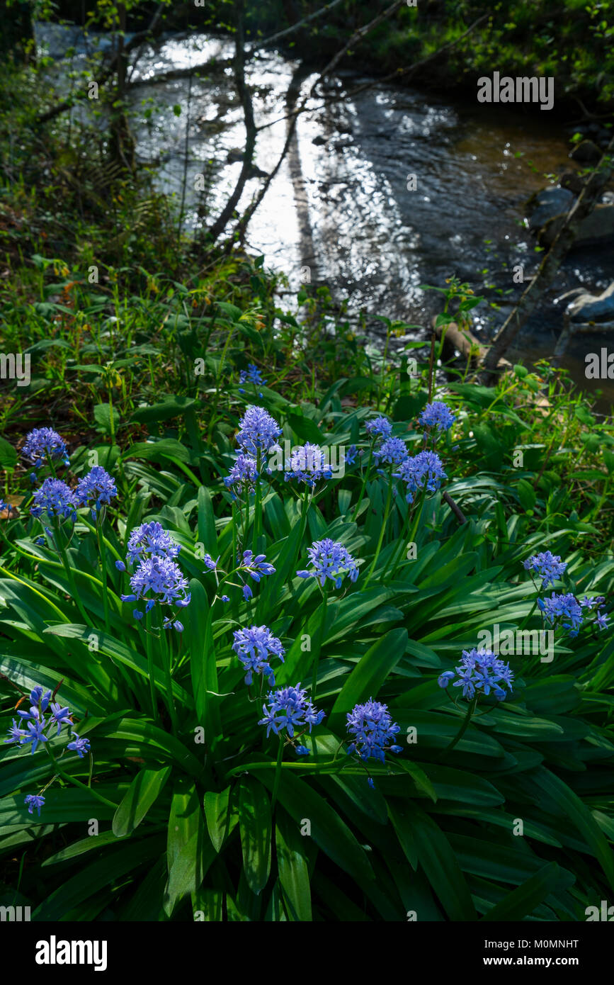 Scilla lilio-hyacinthus, Ibarra, Orozko, Bizkaia, Basque Country, Spain, Europe Stock Photo