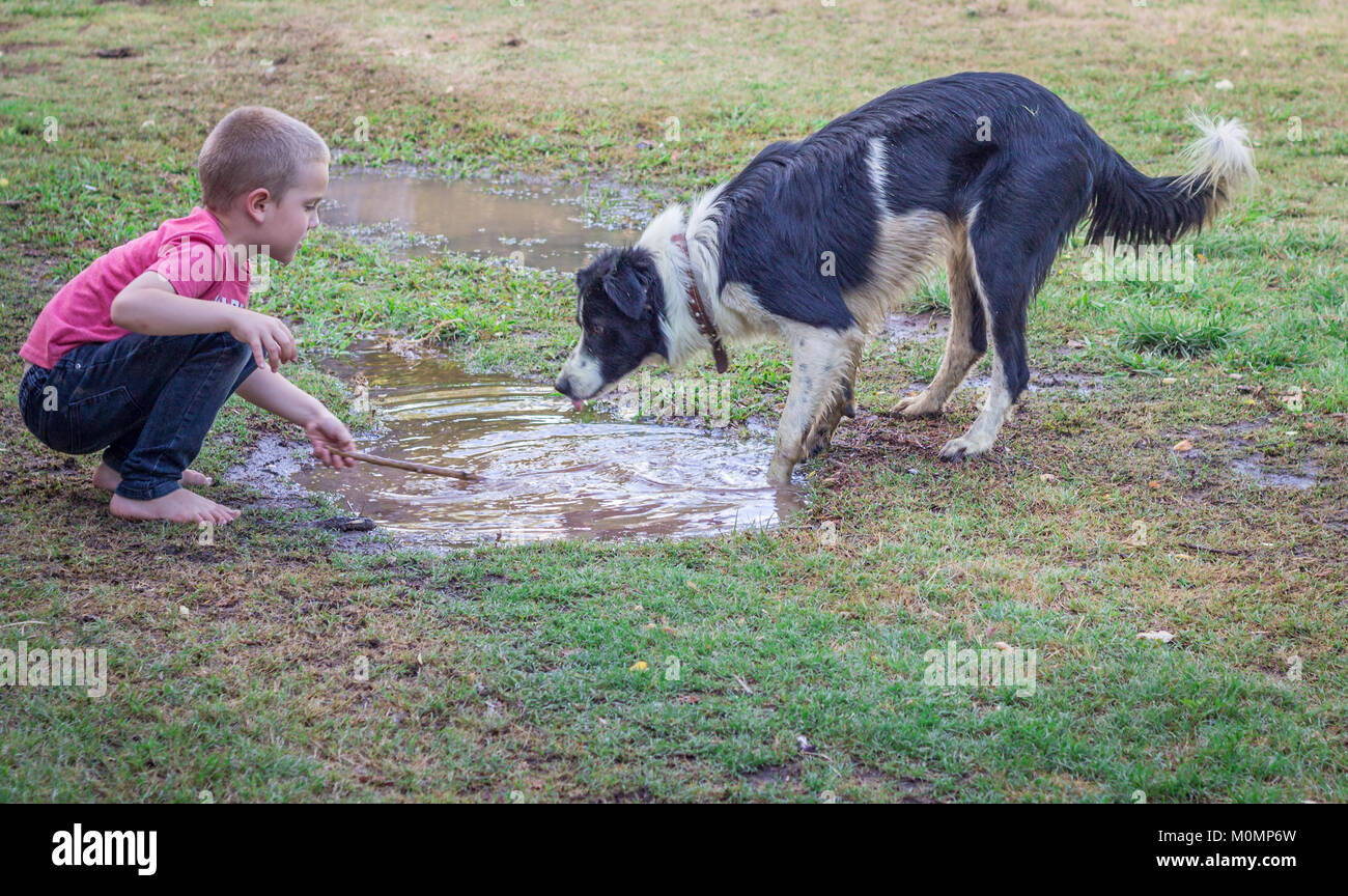 Young boy playing with pet dog in mud puddle outdoors in yard Stock