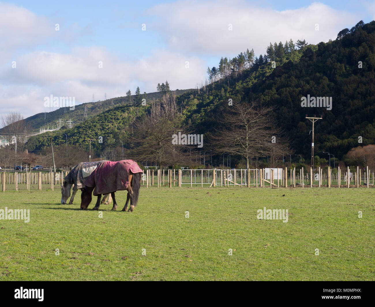 Two Horses In A Paddock Stock Photo