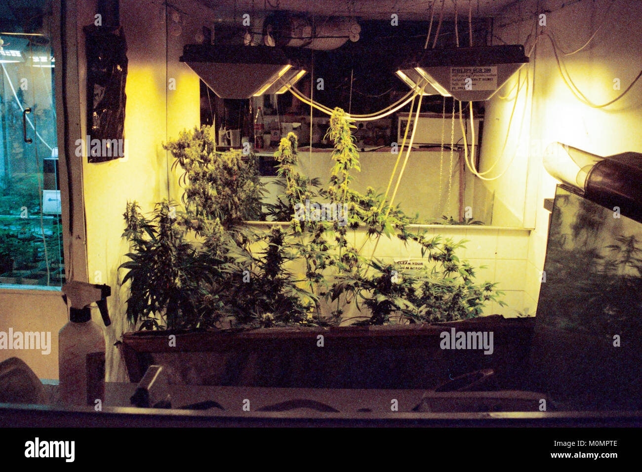 Cannabis plants growing at the museum of marijuana in Amsterdam, Netherlands. Stock Photo