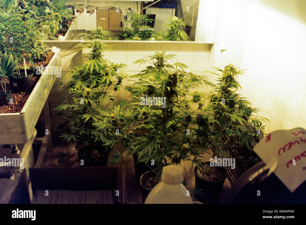 Cannabis plants growing at the museum of marijuana in Amsterdam, Netherlands. Stock Photo