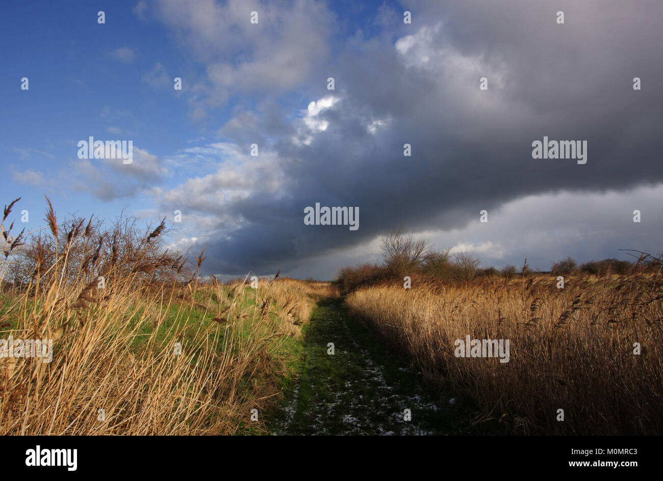 Winter landscapes around Stodmarsh, Kent, England, Britain Stock Photo