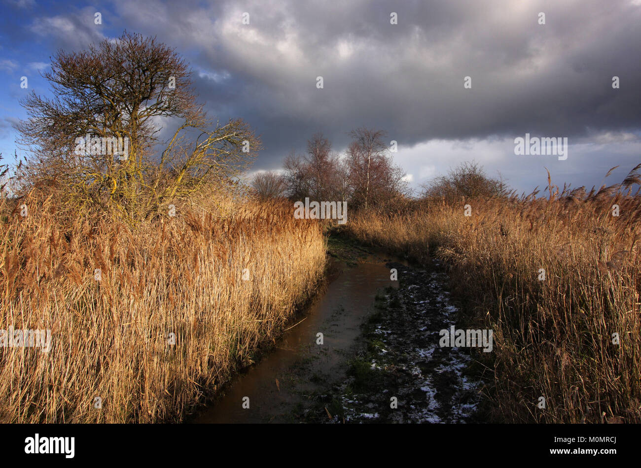 Winter landscapes around Stodmarsh, Kent, England, Britain Stock Photo