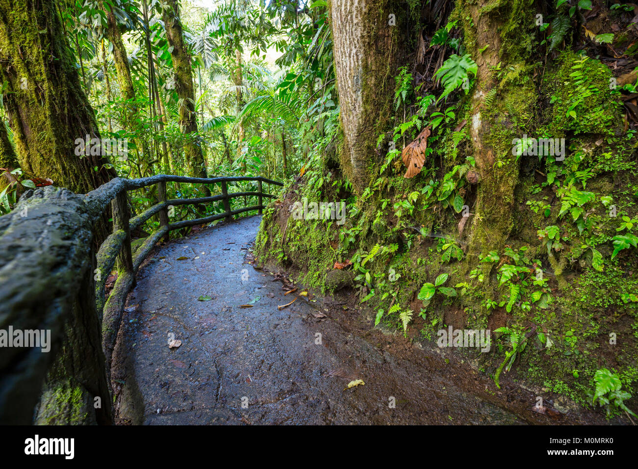 Amazon rainforest canopy fern hi-res stock photography and images - Alamy