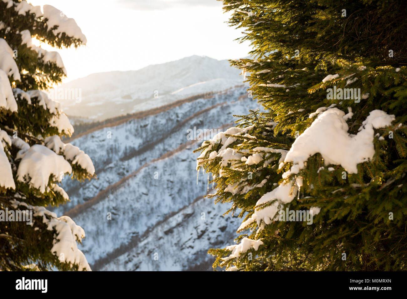 Scenic snowy mountain view with pines at sunrise sunset in sunny winter day outdoor. Stock Photo