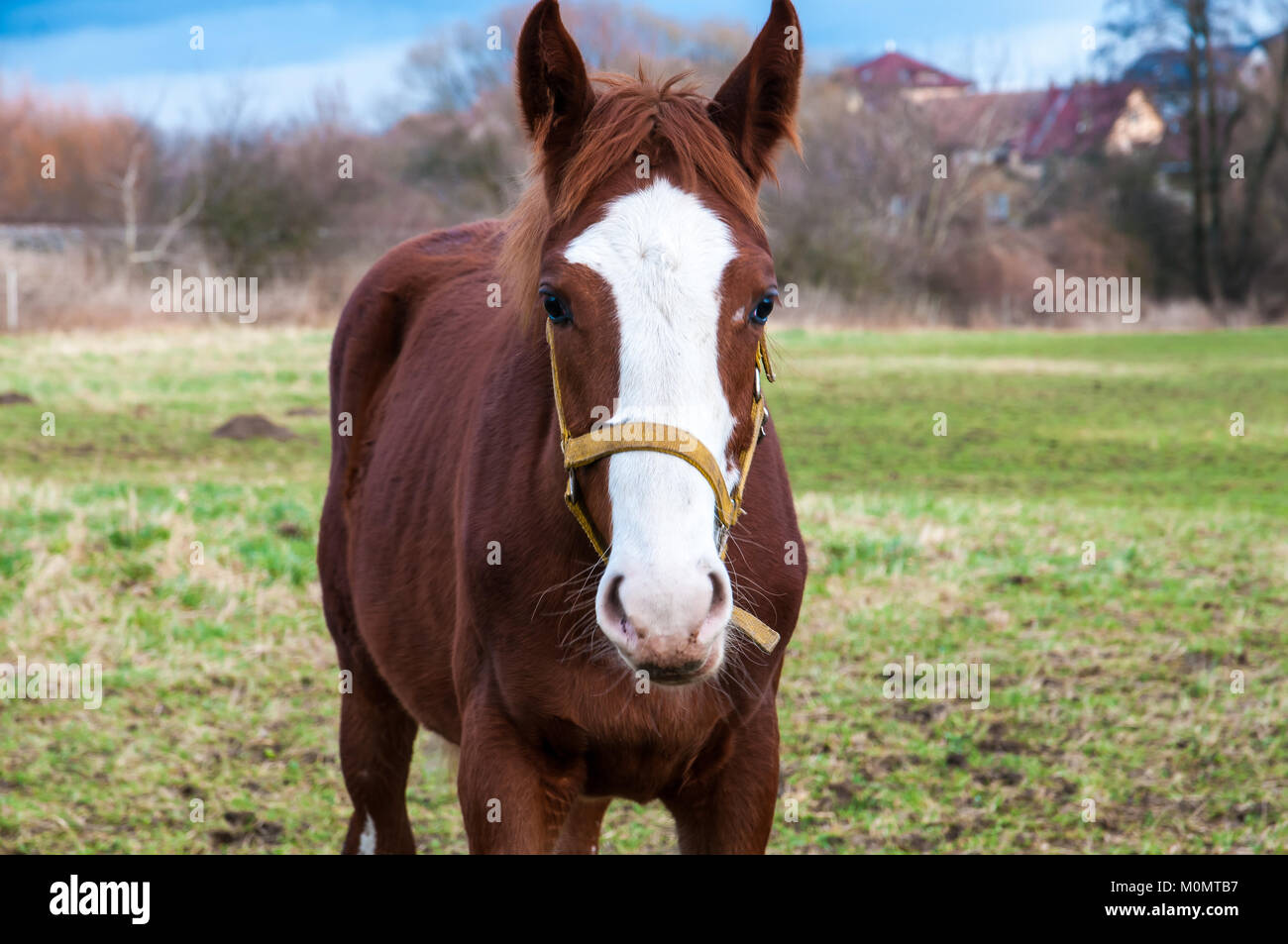 White face horse front hi-res stock photography and images - Alamy