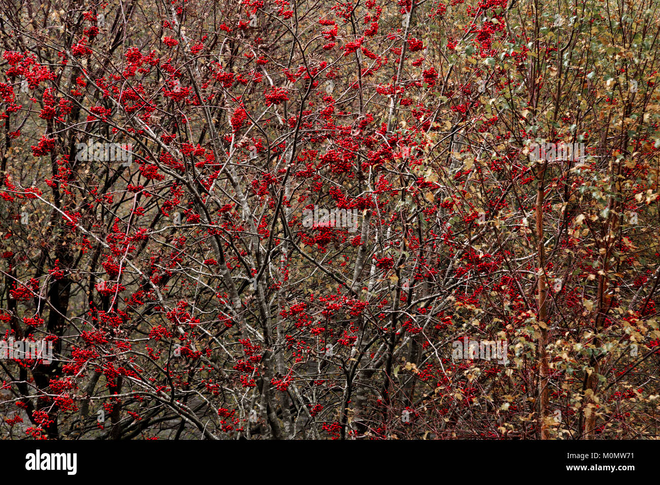 Red berries on bare branches Stock Photo