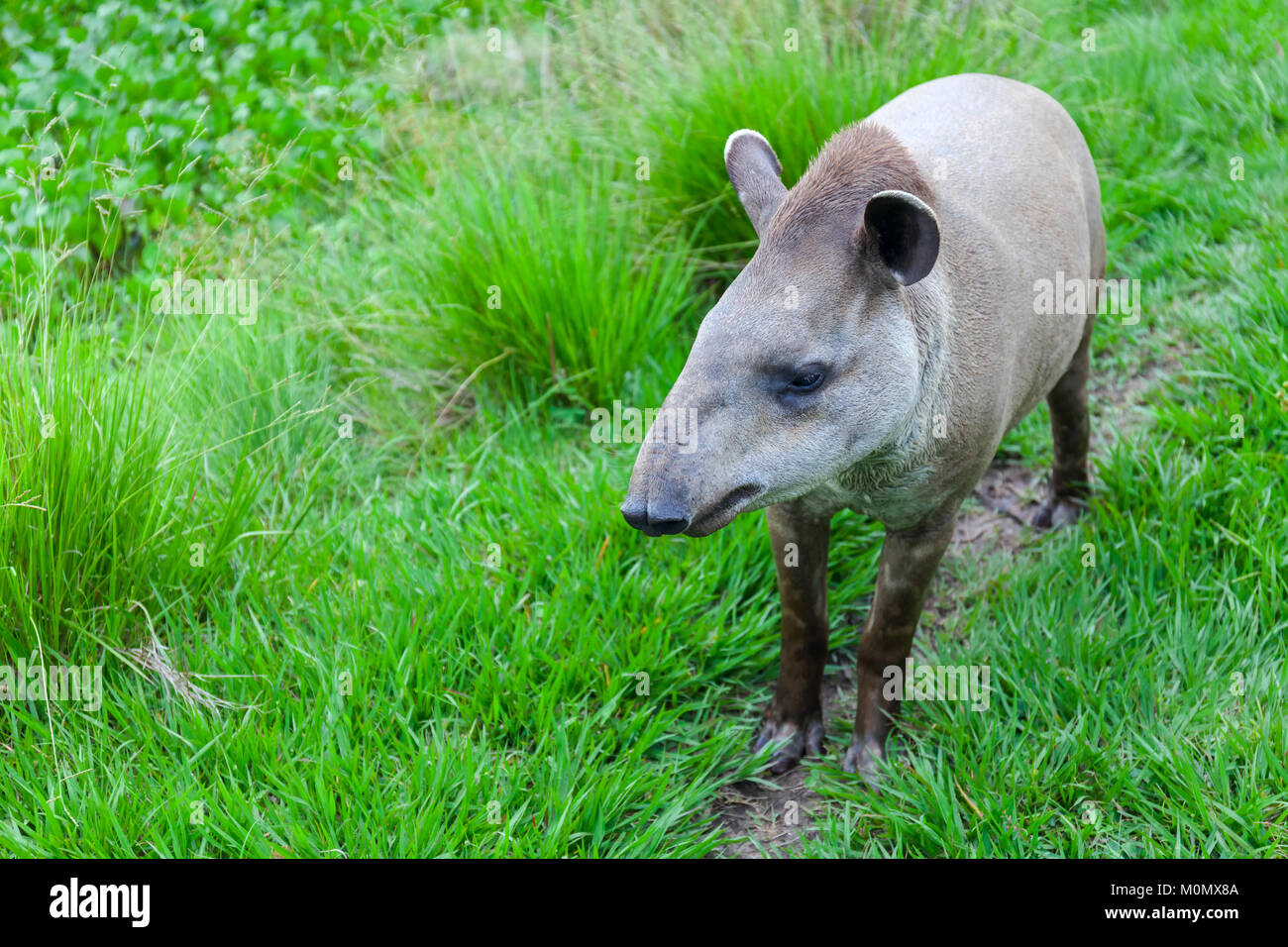 Closeup photo of a South American Tapir Scientific Name: Tapirus terrestris Stock Stock Photo