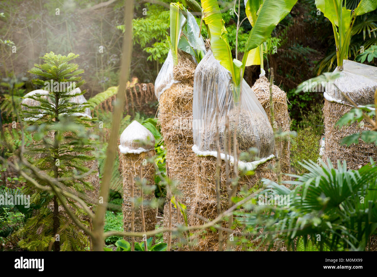 Banana Palm trees with crowns covered in fleece and straw to protect from winter weather Stock Photo