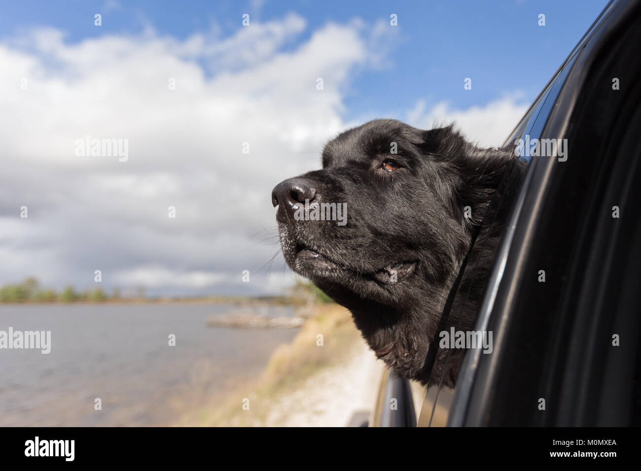 A black newfoundland dog enjoying a car ride Stock Photo