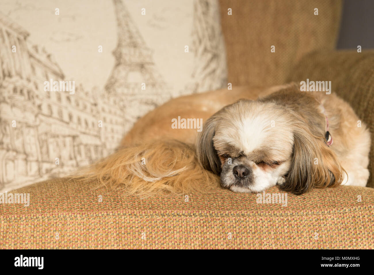 A small dog sleeping on a chair Stock Photo
