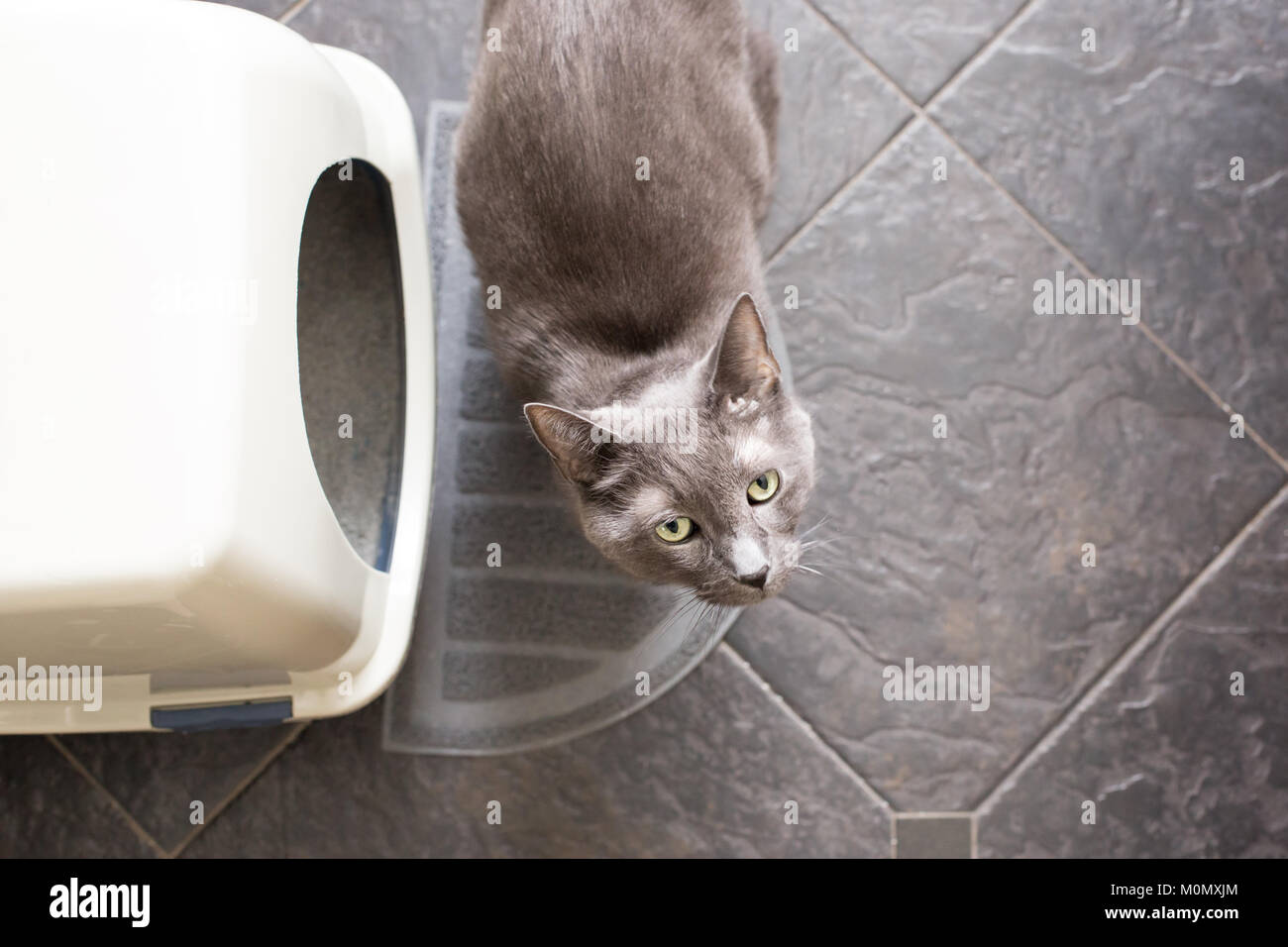Grey cat and litterbox Stock Photo